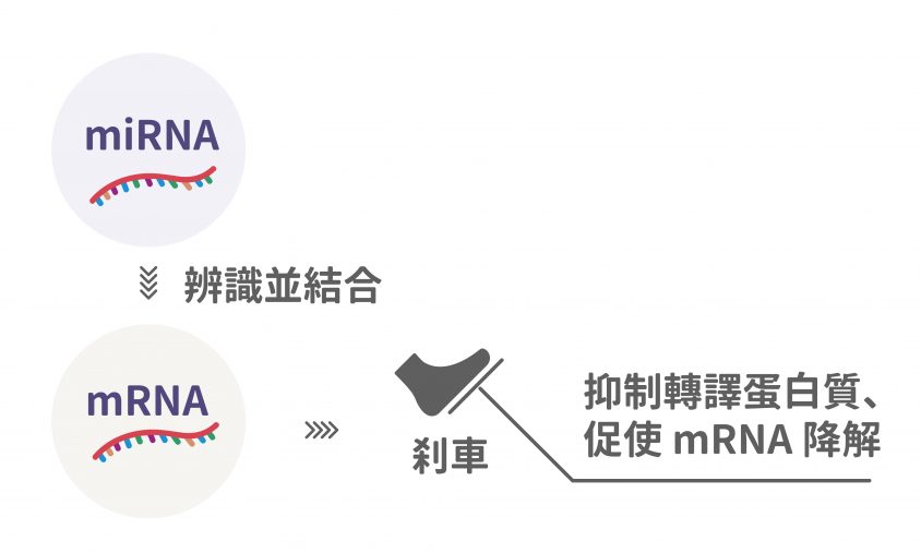 miRNA 彷彿在幫 mRNA 踩剎車，暫停後續轉譯蛋白質，藉此調控基因表現。圖│研之有物
