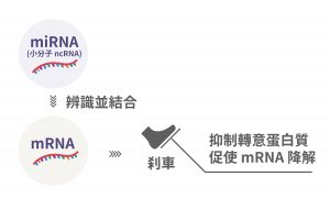 miRNA 彷彿在幫 mRNA 踩剎車，暫停後續轉譯蛋白質，藉此調控基因表現。 圖說設計│張語辰