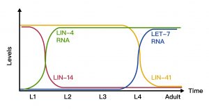 miRNAs lin-4 和 let-7 調控標靶基因的時間關係，貫穿線蟲的年幼時期到成蟲。圖│Vella, M.C., & Slack, F.J. (2005). C. elegans microRNAs. WormBook : the online review of C. elegans biology, 1-9.