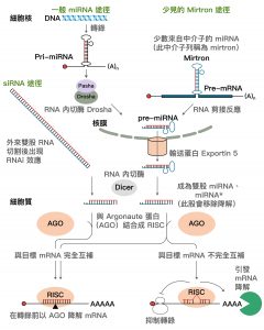 【miRNA 和 siRNA 的生成與作用】一般路徑 (圖片由上至下)：1. DNA 與 RNA 聚合酶轉錄出上百至上千核苷酸長的 Pri-miRNA，透過 Drosha 切割為 60~70 核苷酸長的 pre-miRNA。2. pre-miRNA 經過輸送蛋白 Exportin-5 進入細胞質，由 Dicer 切割為約 22 核苷酸長度的 miRNA 和互補股 miRNA* (將被移除降解的一股)。3. miRNA 和 AGO 蛋白結合成 RISC ，尋找並結合目標 mRNA。完美結合就可以迅速切斷、降解 mRNA。結合不完全，形成突起 (bulge) 的話，就會抑制核糖體轉錄功能，進而由來自 RISC 的去腺嘧啶酶 (deadenylase) 複合物降解 mRNA。----較少見的 Mirtron 路徑 (圖片右上至右下)：1. 來自中介子 (intron) 的 miRNA 序列，不經過 Drosha，而是由 RNA 剪接反應形成 pre-miRNA。此後的步驟與一般路徑相同。----siRNA 路徑 (圖片左側至左下)：1. 外來雙股 DNA 進入細胞質，由 Dicer 切割為數十核苷酸長度的雙股 RNA。2. 其中一股與 AGO 等蛋白組成 RISC，可以和目標 mRNA 完美結合，並將其切斷降解。圖│研之有物 (資料來源│詹世鵬，2010。〈小兵立大功─ 微小核醣核酸與小干擾核醣核酸〉，《化學》，68 (4)，303 – 312。)