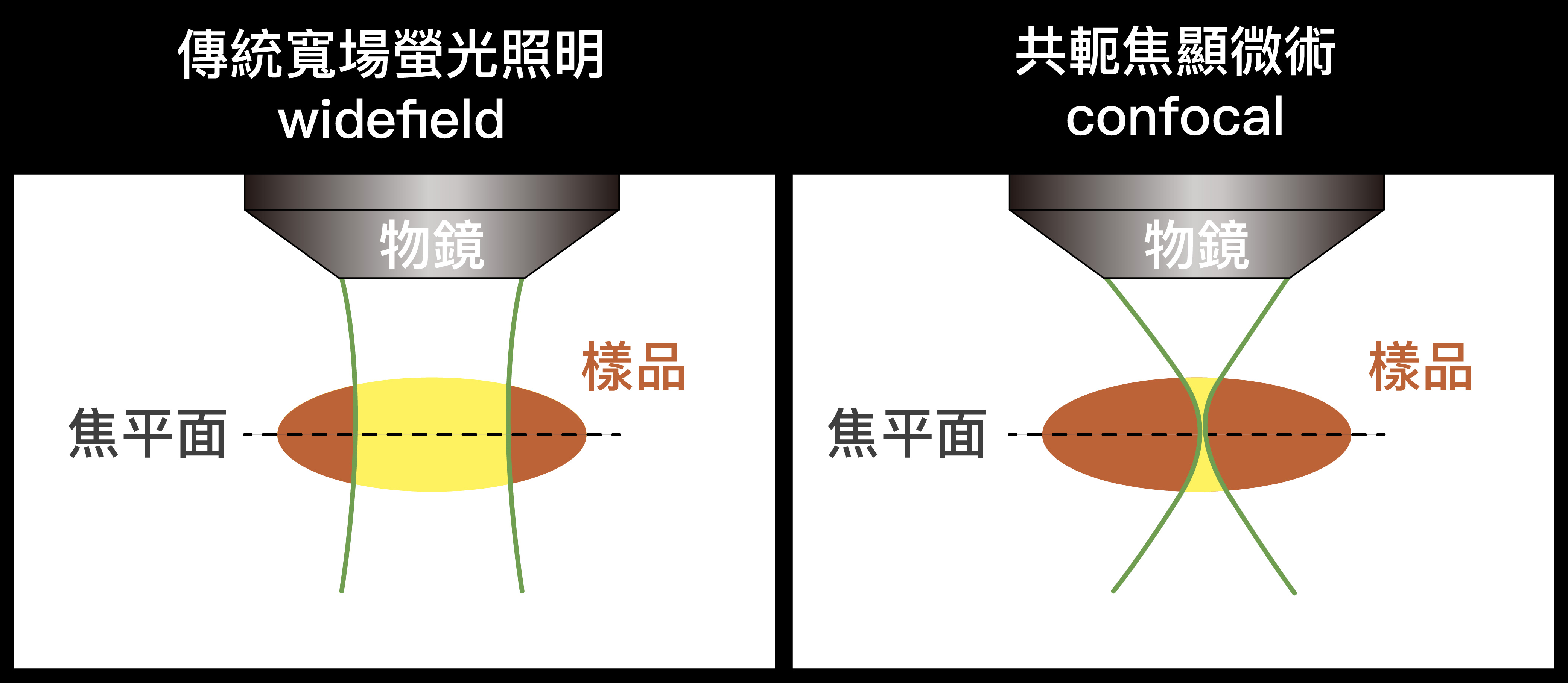 螢光顯微術的這兩種照明方式，樣品的背景區域皆會被光照到，而產生雜光。圖│研之有物、廖英凱(資料來源│陳壁彰提供)