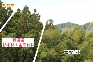 孟宗竹林侵入鄰近的杉木或闊葉林，是臺灣山區常見的景象。圖│研之有物、廖英凱 (資料來源│邱志郁 / 溪頭羊彎)
