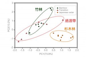 磷脂脂肪酸分析 (PLFA)：孟宗竹林與過渡帶的微生物族群結構較為相似，但與杉木林截然不同。圖│研之有物、廖英凱(資料來源│Chang, E.H. and Chiu C.Y.* , 2015, “Changes in soil microbial community structure and activity in a cedar plantation invaded by moso bamboo ”, Applied Soil Ecology, 91, 1-7.)