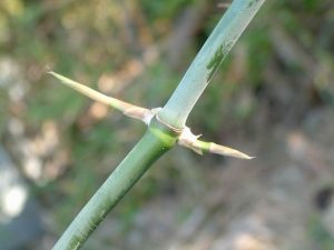 刺竹的枝節上具有尖銳短刺，碰到會唉唉叫，經常種植於房舍周圍作為天然圍牆。圖│認識植物網站