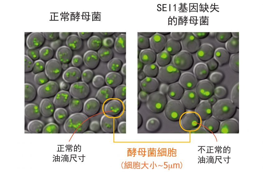 左圖為正常酵母菌細胞，右圖為酵母菌單一基因 SEI1 的突變株，右圖明顯可見：細胞中綠色部分標示的油滴尺寸變大、且數量變少。圖│王昭雯