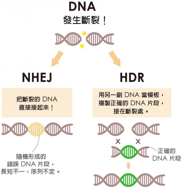 細胞修復 DNA 有兩條路，NHEJ 是直接把斷裂處接起來，HDR 是拿另一副 DNA 做模板複製正確的 DNA 片段，接在斷裂處。當細胞選擇走 HDR，才有可能接受外界送入的正確基因。圖│研之有物 (資料來源│凌嘉鴻)