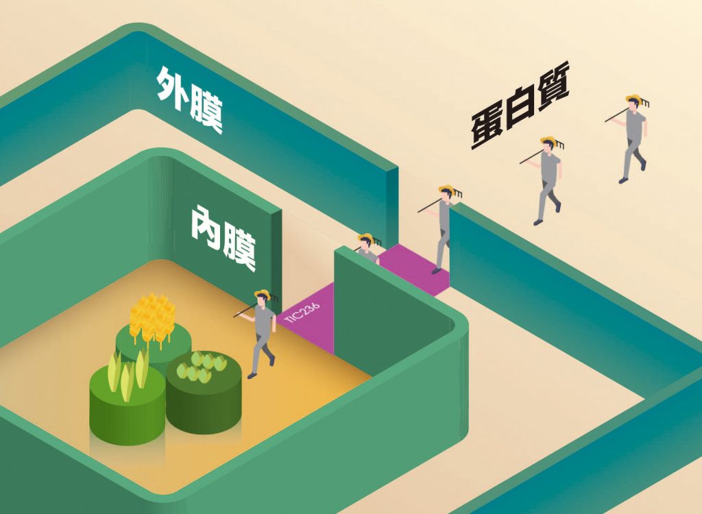 葉綠體有外膜和內膜,就像內外兩道城牆,中間隔了膜間隙,就像城牆之間的護城河。過去科學家已經找到蛋白質進入外膜與內膜的轉運蛋白 (內外城門),並推測兩道城門應該有一座橋連接,讓蛋白質能順利跨越膜間隙 (護城河)。李秀敏團隊的貢獻就是找到這座橋:TIC236!圖│中研院秘書處(圖說原作│陳昶宏)