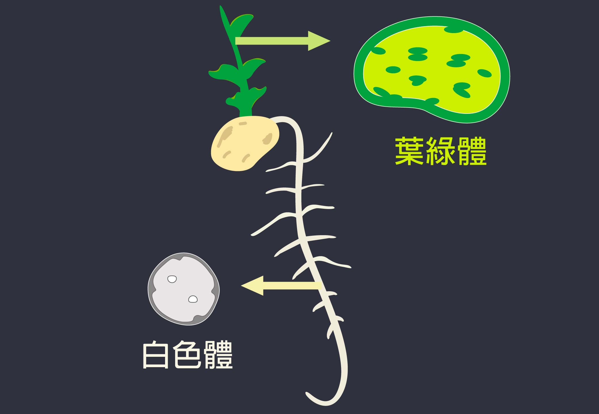 發現葉綠體蛋白質橋樑的李秀敏