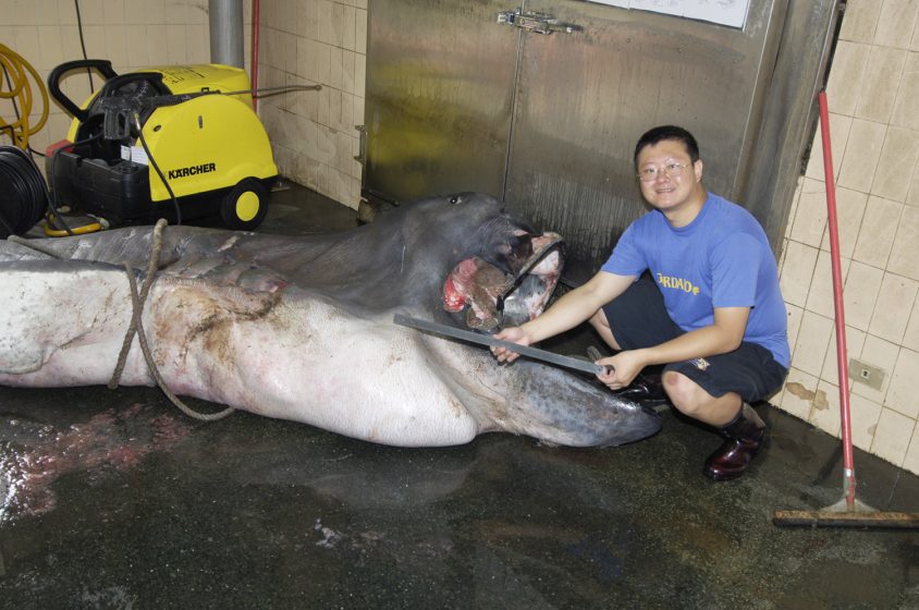 李柏鋒正在製作台灣第一隻巨口鯊標本。巨口鯊相當罕見，1976 年首度被人類發現，目前全世界收藏的標本還不到 20 尾。圖│李柏鋒