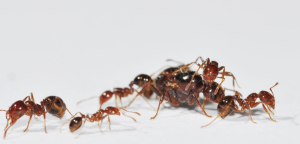 入侵紅火蟻 (以下簡稱紅火蟻) 原產在溫暖、潮溼的南美，1920 年代傳入美國，擴散到全美各地，再透過進出口貨物、盆栽泥土傳播，從美國擴散到澳洲、中國、日本、韓國、臺灣等地。圖│王忠信