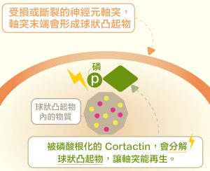 當 Cortactin 磷酸根化，就會促使軸突末端的球狀凸起物分解，讓斷裂的軸突可以重新生長。圖│研之有物 (資料來源│洪上程)