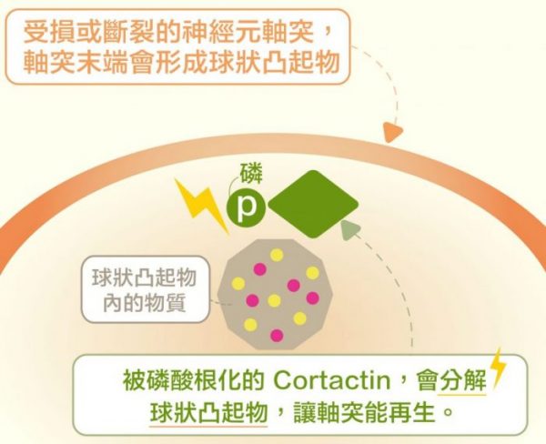 當 Cortactin 磷酸根化，就會促使軸突末端的球狀凸起物分解，讓斷裂的軸突可以重新生長。圖│研之有物 (資料來源│洪上程)