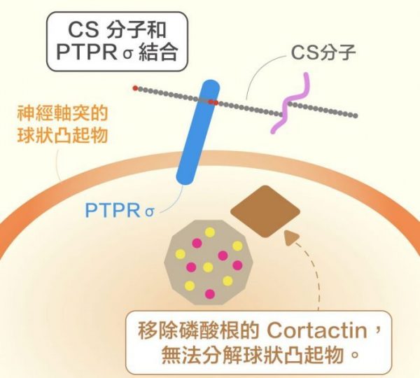 CS分子結合 PTPRσ，會移除 Cortactin 的磷酸根，阻礙神經元軸突再生。圖│研之有物 (資料來源│洪上程)