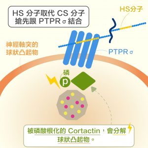 HS分子取代CS分子，搶先與PTPRσ 結合， 讓Cortactin 又可被磷酸根化， 讓神經軸突順利再生。圖│研之有物 (資料來源│洪上程)