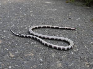 路殺蛇類遺體。對生態研究來說，找死蛇比活蛇容易得多，因為蛇有鱗片，死後外形能保持完整、留在路面的時間較長。圖片來源│林德恩