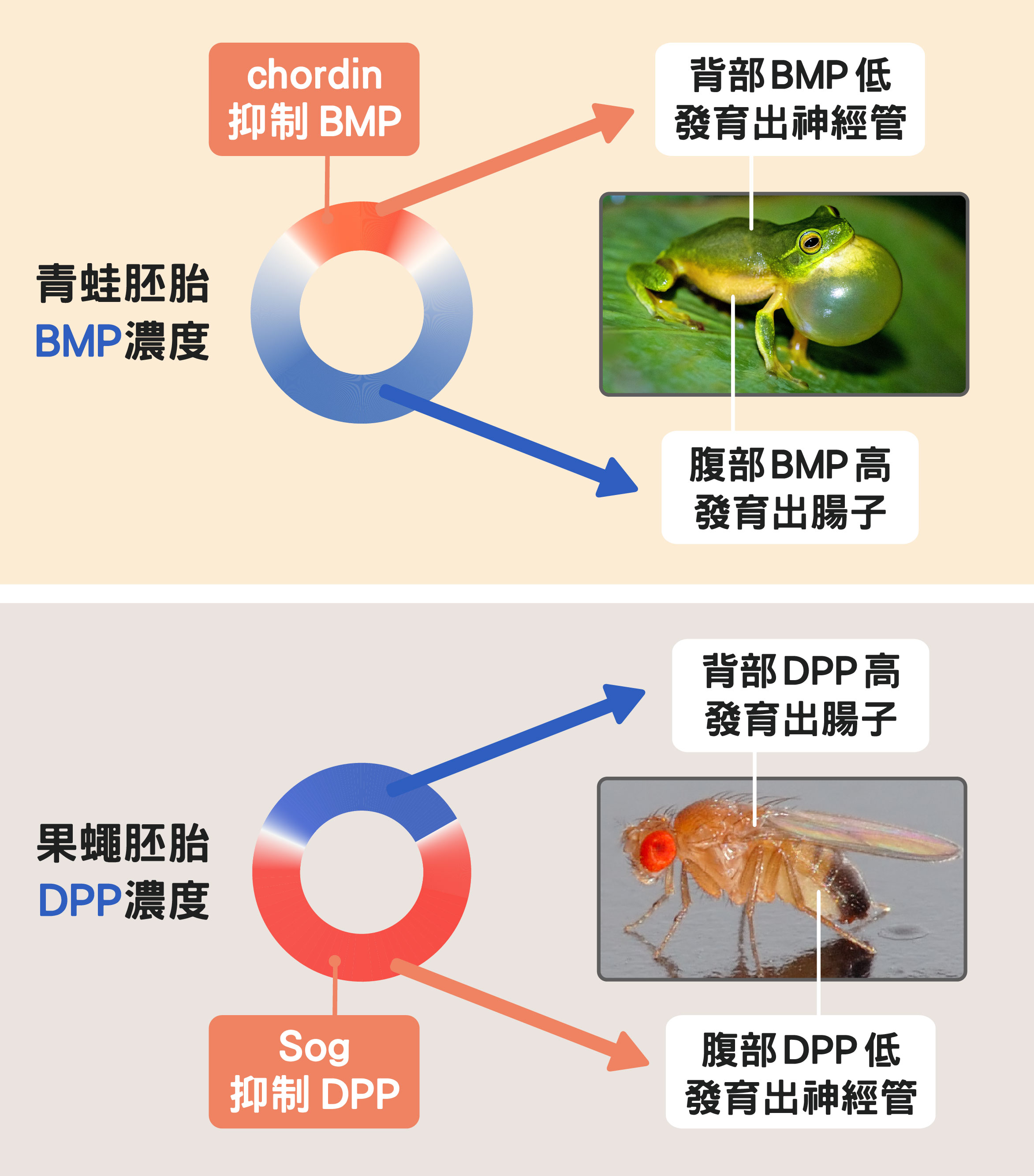 青蛙的神經管長在背面、果蠅在腹面,正是因為控制背腹體軸發育的蛋白質濃度分布不一樣。圖│維基百科、Unsplash (資料來源│蘇怡璇、圖說原作│研之有物)