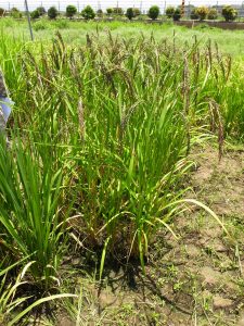 圖為山地陸稻。陸稻和水稻都是亞洲栽培稻(Oryza sativa)，只是種在水田的叫水稻，種植在旱地的就是陸稻了。圖片來源│邢禹依