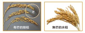 有芒的陸稻(左)與無芒的水稻(右)。陸稻多有稻芒，主要的功用是防止鳥兒啄食稻穀，還可幫助穀粒落地或附著在動物身上，以便傳播。不過，對人類來說，有芒的稻子收割和儲藏就不方便了。我們現在栽種的水稻，經過長期的馴化，穀粒上都沒有「芒」了。攝影│林洵安(左圖)圖片來源│iStock(右圖)