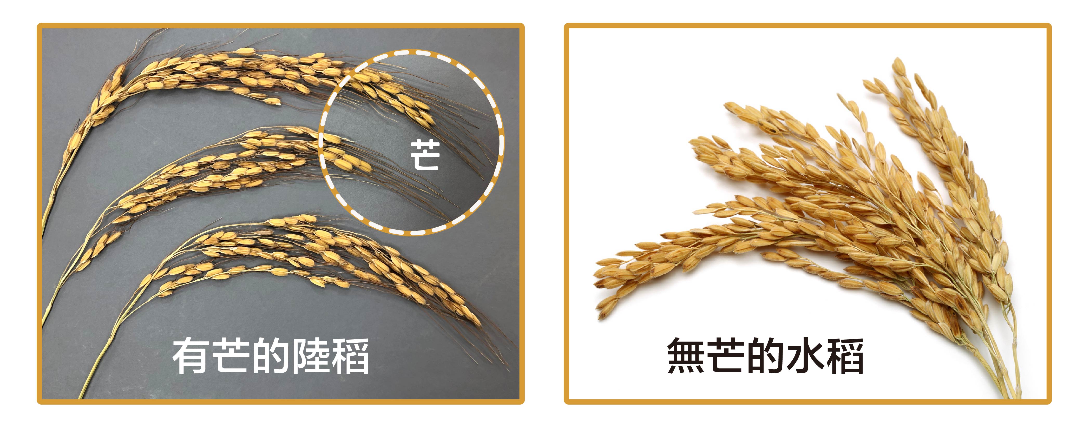 有芒的陸稻 (左圖) 與無芒的水稻 (右圖)。什麼是馴化？人類以稻米為糧食，會選擇顆粒大的、產量多的、方便採收的稻子，久而久之，稻子的性狀就會被馴化–趨向於人類所喜好的特性，像是米粒變得大而飽滿、穀粒不具有芒、不容易落粒、植株直立而不倒伏等等。野生陸稻多有稻芒，主要的功用是防止鳥兒啄食稻穀，還可幫助穀粒落地或附著在動物身上，以便傳播。不過，有芒的稻子收割和儲藏就不方便了。我們現在栽種的水稻，經過長期的馴化，穀粒上都沒有「芒」了。左圖│研之有物、右圖│iStock