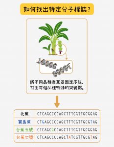 定序之後，比對寶島蕉與北蕉的基因序列，找出不一樣的地方做為寶島蕉的分子標誌候選者。再將候選的分子標誌和臺蕉五號、七號及常見的栽培品種的序列比對，找出只有寶島蕉才有、其他品種都沒有的最佳分子標誌。研究團隊會為一個品種挑選大量分子標誌，再三確認，以確保可信度。資料來源│蘇柏諺 (陳荷明實驗室)圖說重製│林洵安