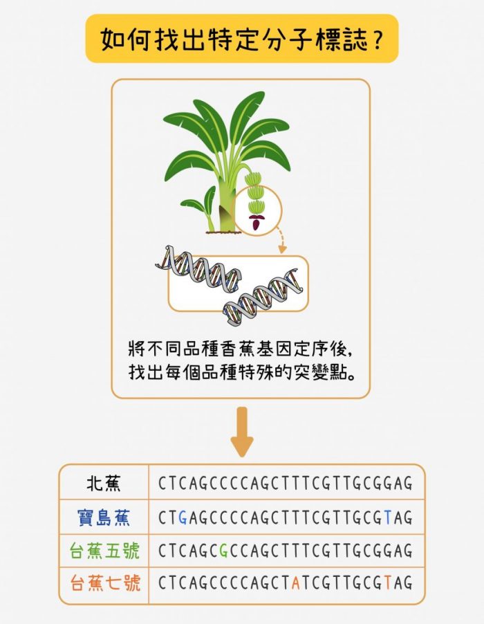 定序之後，比對寶島蕉與北蕉的基因序列，找出不一樣的地方做為寶島蕉的分子標誌候選者。再將候選的分子標誌和台蕉五號、台蕉七號及常見的栽培品種的序列比對，找出只有寶島蕉才有、其他品種都沒有的最佳分子標誌。研究團隊會為一個品種挑選大量分子標誌，再三確認，以確保可信度。圖│研之有物 (資料來源│蘇柏諺 / 陳荷明實驗室)