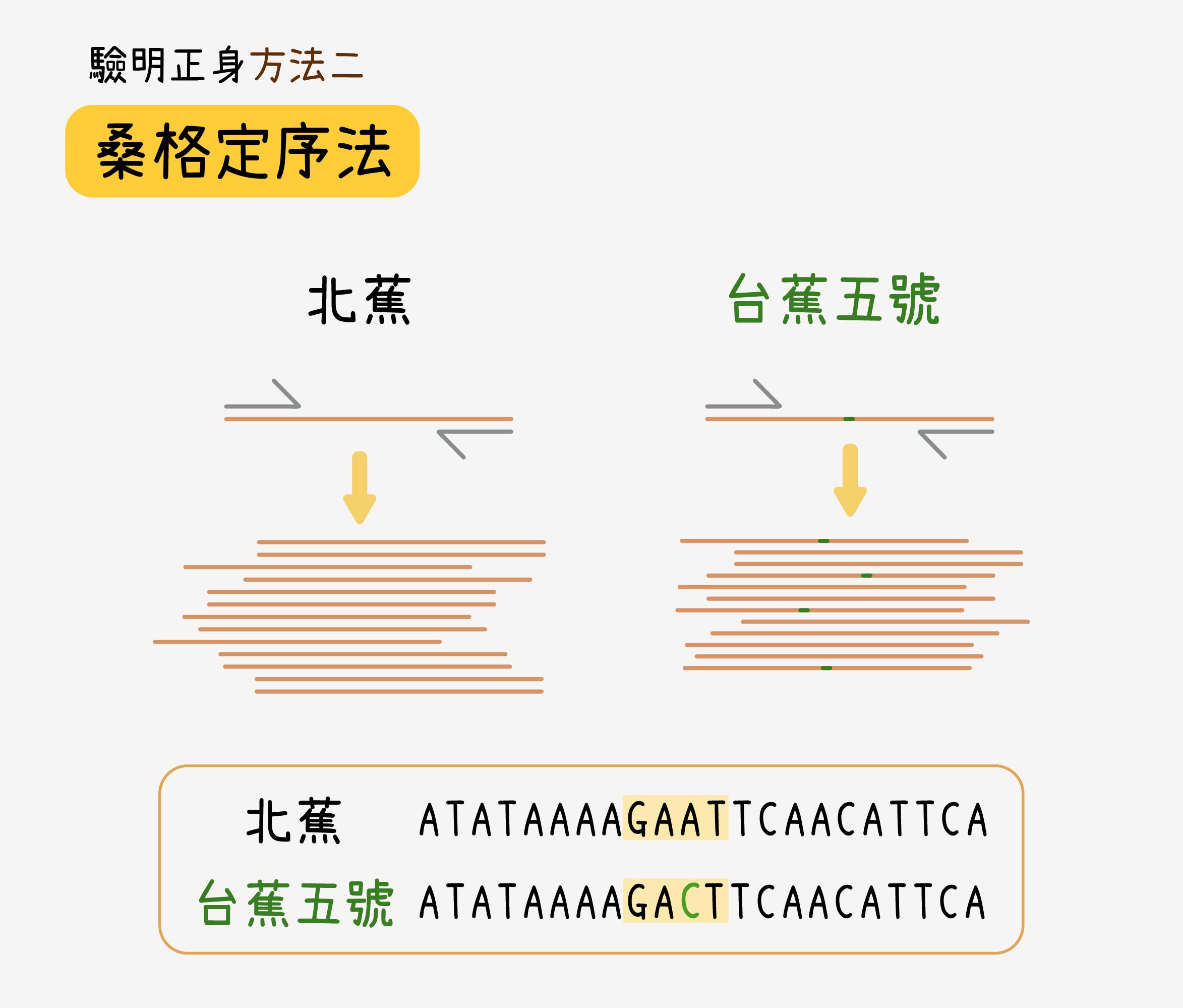 舉例來說，北蕉有一段序列是 GAAT，台蕉五號為 GACT，第三個鹼基的位置，在北蕉為 A，在台蕉五號則突變為 C，以此段序列作為鑑定台蕉五號的分子標誌。把未知品種該處的 DNA 片段拿去定序，測定出來的序列如果包含 GACT，就能知道該品種為台蕉五號。圖│研之有物 (資料來源│蘇柏諺 / 陳荷明實驗室)