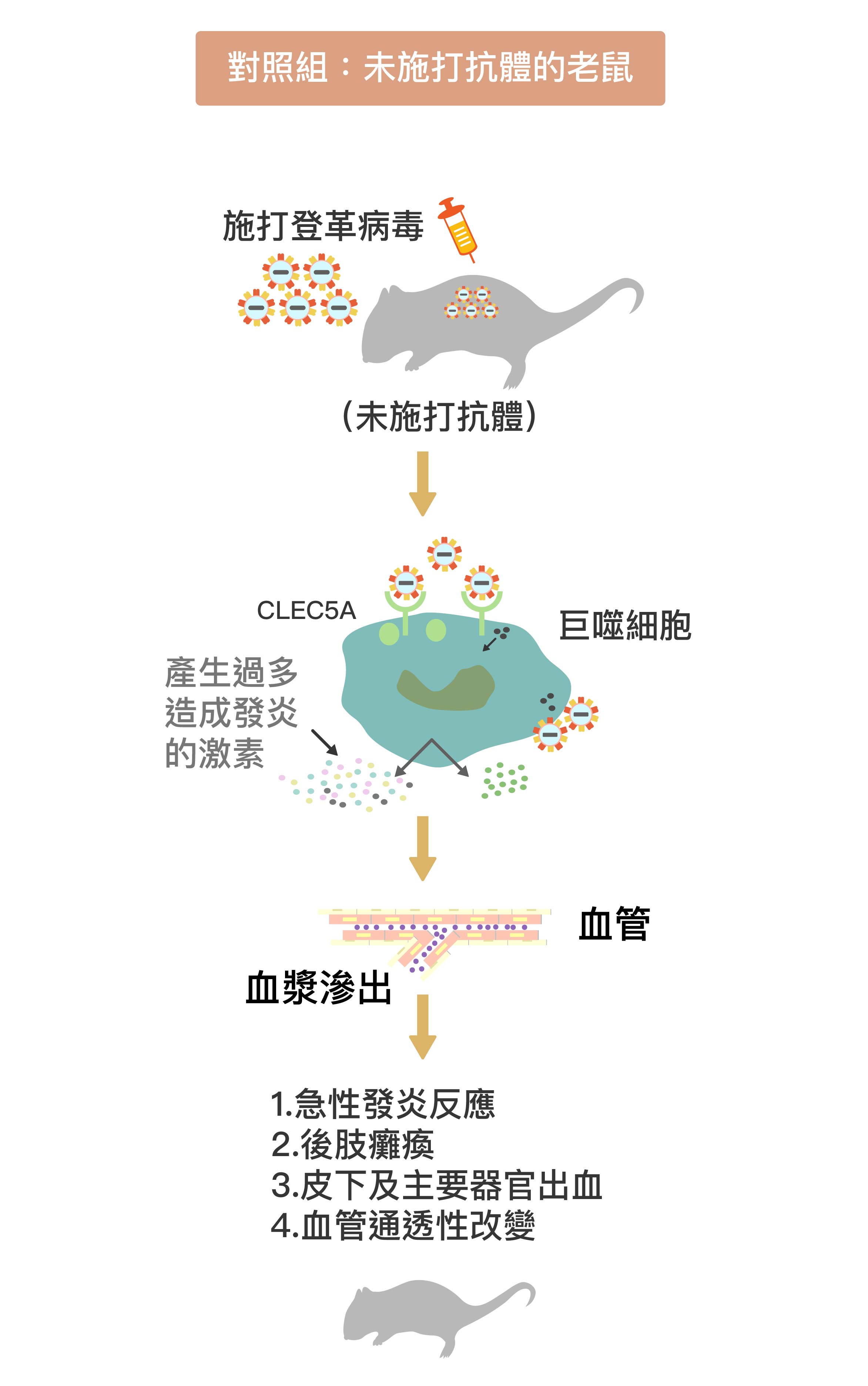 登革病毒結合巨噬細胞表面的 CLEC5A 受器，促使巨噬細胞分泌大量促進發炎的細胞激素。大量細胞激素造成更多巨噬細胞聚集，形成「細胞激素風暴」，促使小鼠過度發炎、血管通透性暴增，血漿滲出血管外，出現登革出血熱症狀。圖│研之有物 (資料來源│謝世良)