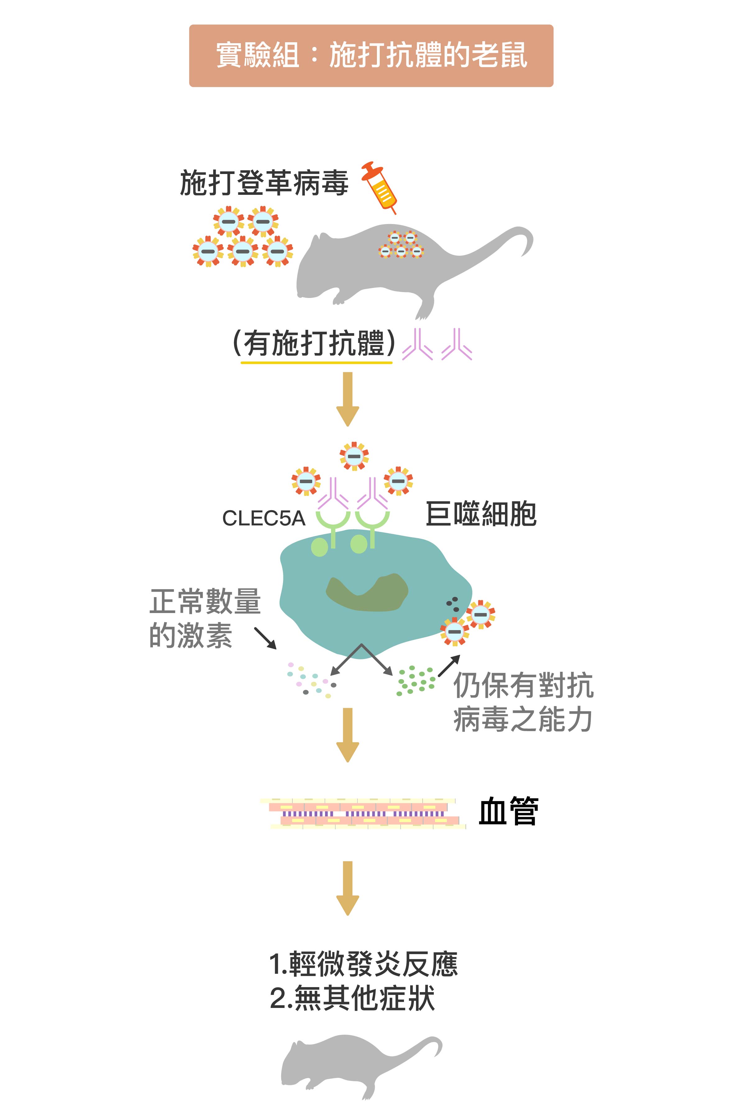 被施打 CLEC5A 拮抗性抗體 (圖中粉紫色抗體)後，巨噬細胞上的 CLEC5A 受器被抗體佔據，不會與登革病毒結合。巨噬細胞因此不會產生過量細胞素、導致細胞素風暴，卻能持續產生干擾素消滅病毒。在抗體保護下，小鼠保持正常的血管通透性，不會產生登革出血熱症狀。圖│研之有物 (資料來源│謝世良)