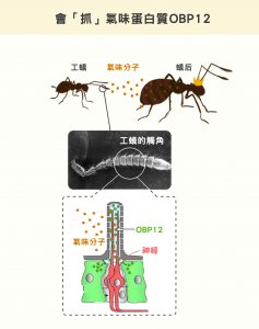 紅火蟻的觸角外面有一層殼，中間的神經表面有受器，可接收外界的氣味分子，形成嗅覺。但是！外殼和神經間之間是液體，就像一條河，氣味分子不溶於水，不能自己「渡河」，必須由一種氣味結合蛋白 OBP12 抓住、保護，才能順利「游過」液體、抵達神經的受器。圖│研之有物 (資料來源│王忠信)