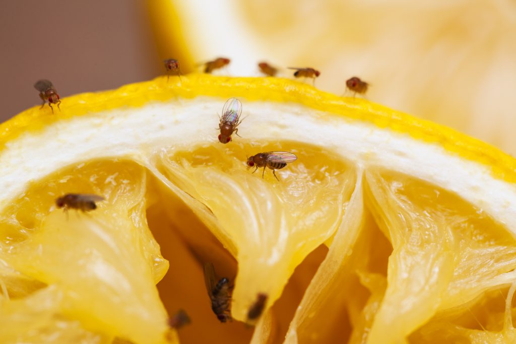 看似「頭腦簡單」的小小果蠅,竟是揭開大腦密碼的關鍵生物。圖片來源│iSock