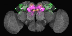 果蠅腦中的渴迴路。當果蠅口渴的時候，LHLK 神經元(綠色)會釋放 leucokinin，抑制 PPL1-γ2α′1(洋紅色)和 PAM-β′2a(橘黃色)神經元，讓果蠅產生覓水行為。圖片來源│林書葦