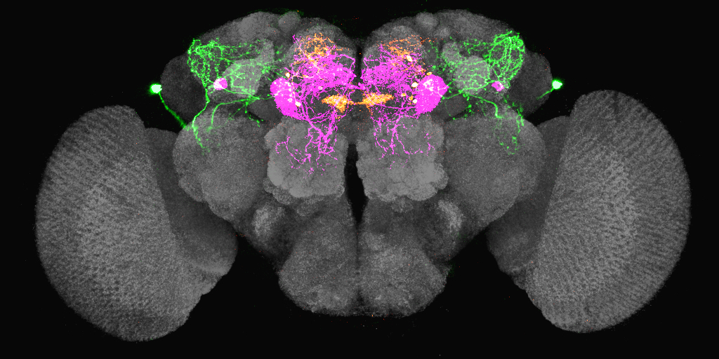 果蠅腦中的渴迴路。當果蠅口渴的時候，LHLK 神經元 (綠色) 會釋放 leucokinin，抑制 PPL1-γ2α′1 (洋紅色) 和 PAM-β′2a (橘黃色) 神經元，讓果蠅產生覓水行為。圖│林書葦