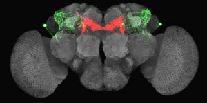 果蠅腦中的餓迴路。當果蠅飢餓的時候，LHLK 神經元(綠色)會釋放 leucokinin，活 化 PAM-β′2mp(紅色)神經元，讓果蠅產生覓食行為。在此同時，大腦也會釋放另外兩種神經傳導物質 serotonin、dNPF，抵銷 leucokinin 對渴神經元的抑制 (上圖洋紅色和橘黃色處)，讓果蠅不想找水。圖片來源│林書葦