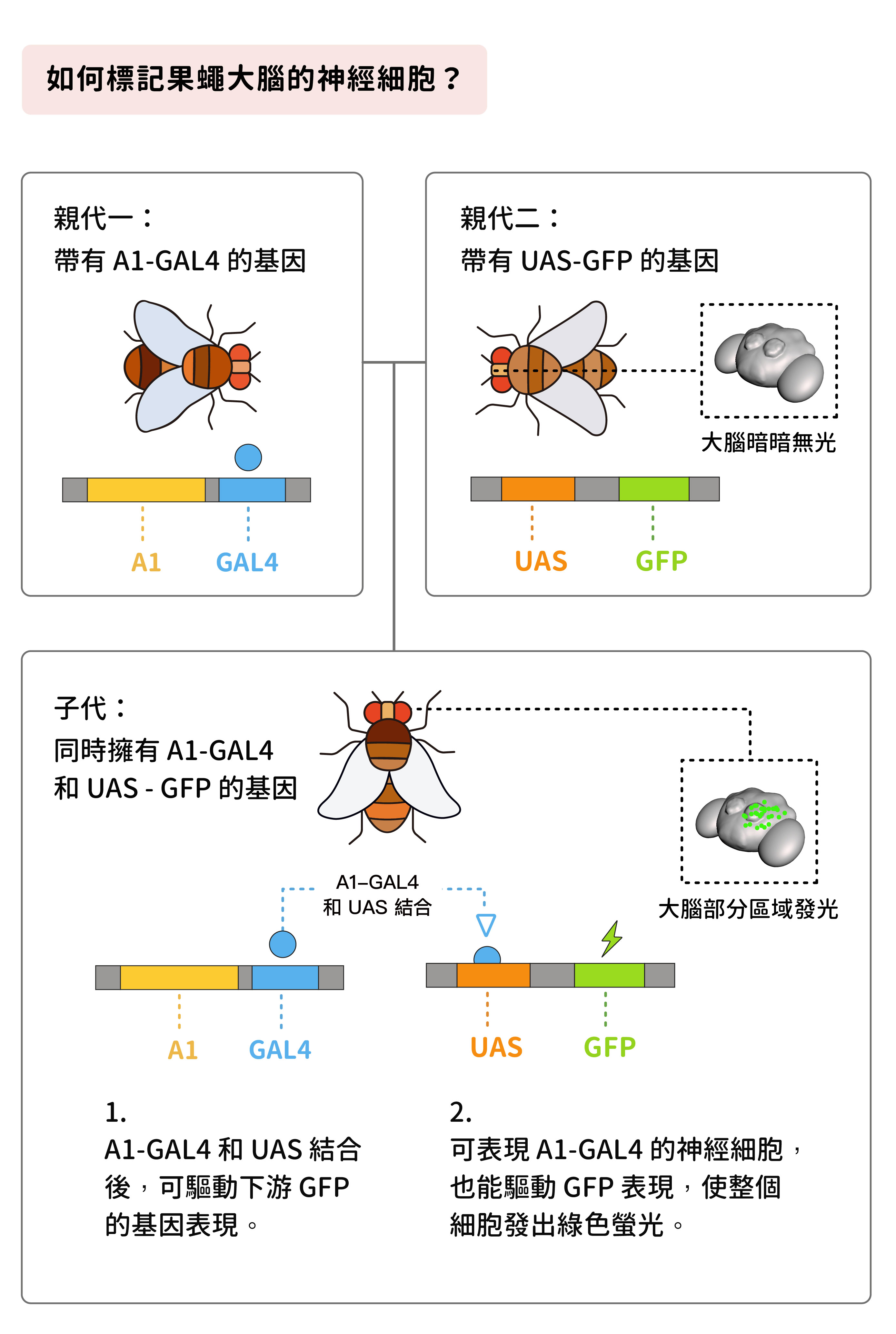 如果公果蠅身上帶有 A1-GAL41 的基因，讓牠和帶 有 UAS-GFP 基因的母果蠅交配之後，子代同時帶有 A1-GAL4 和 UAS-GFP ，於是大腦中可以表現 A1-GAL4 的神經細胞，即可發出綠色螢光。圖│研之有物