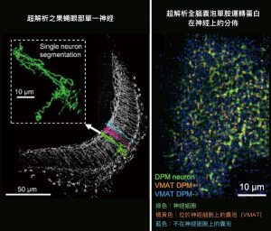 左圖是超解析之果蠅眼部單一神經，右圖是超解析全腦囊泡單胺運轉蛋白在神經上的分佈。圖片來源│Rapid single-wavelength lightsheet localization microscopy for clarified tissue