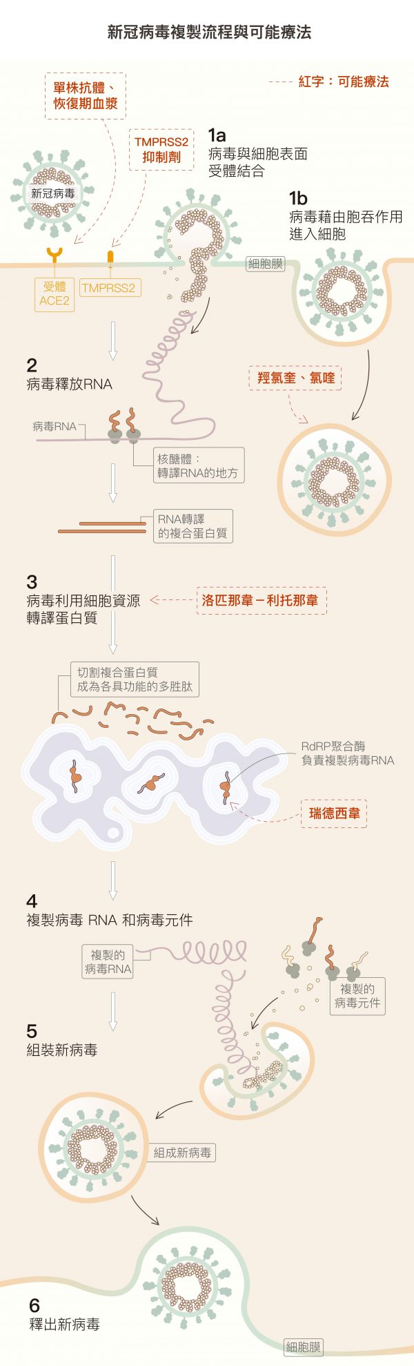 (1a)病毒棘蛋白與細胞表面受體 ACE2 結合，就像用鎖插入鑰匙開門，TMPRSS2 則會幫助病毒進入細胞。(1b)細胞膜凹陷形成囊泡，把病毒包裹起來，進入細胞。(2) 病毒進入細胞後會釋放遺傳物質 RNA ，並切斷 RNA 以利複製。(3) 病毒綁架細胞的蛋白質合成系統，製造病毒複製所需各種多胜肽。(4) 有些多胜肽負責複製病毒 RNA，有些複製病毒結構的「元件」。(5) 將複製完成的 RNA 與結構元件，組合成一個個新病毒 。(6) 新病毒離開宿主細胞。圖│研之有物 (資料來源│謝興邦)