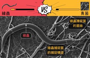 顯微鏡底下的對決實況：真菌 A.oligospora （獵食者）長出黏黏的陷阱，黏住 C.elegans 線蟲（獵物），線蟲無法掙脫而變成食物。圖片來源│薛雁冰圖說設計│林婷嫻、張語辰
