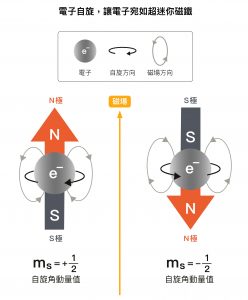電子雖有角動量，卻不能理解成電子真的在轉。因為電子是個體積無限小的粒子，沒有體積，所以不可能轉動，自旋完全是量子力學的概念。而且電子自旋角動量值在磁場中只能是 1/2 或 -1/2 ，沒有其他可能的值，這就是「電子自旋 1/2 」的由來。圖說設計│黃曉君、林洵安