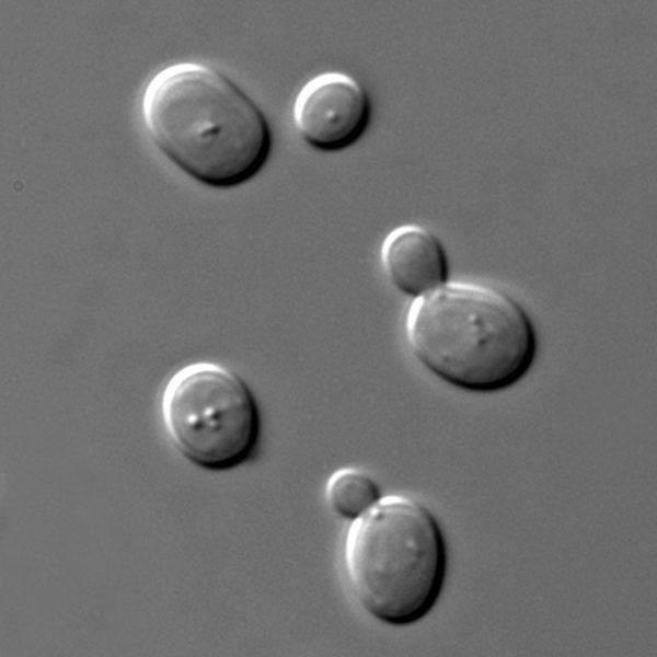 顯微鏡下的酵母菌， 90 分鐘即可產生一個世代，非常適合進行演化實驗。圖│維基百科