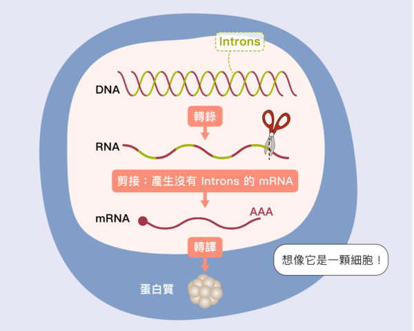 DNA 基因不是呈連續性的，中間穿插一些不需要的片段稱為內含子 (introns)，轉錄後的 RNA 必須剪去中間不需要的部分，把有用片段接起來，變成信使 RNA (mRNA)，細胞才能根據它製作蛋白質。圖│研之有物（資料來源│張典顯）