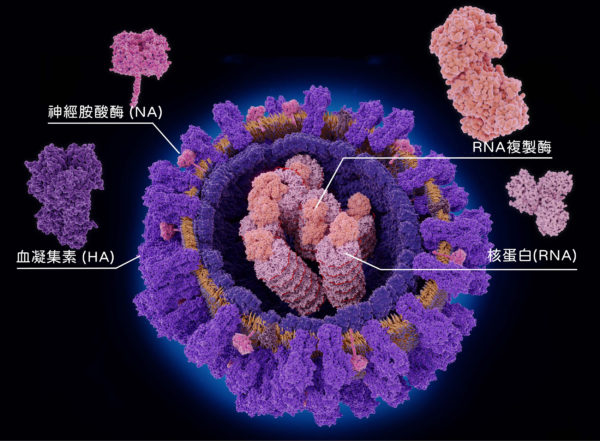 流感病毒直徑約 80～120 奈米，因為是 RNA 病毒，非常容易變異。入侵細胞全靠外套膜上兩種醣蛋白：一種是血凝集素(Hemagglutinin，簡稱 HA)，能幫助病毒黏附宿主細胞，一種是神經胺酸酶 (Neuraminidase，簡稱 NA)，幫助病毒在宿主細胞內繁殖後離開、持續在宿主體內擴散。圖│iStock