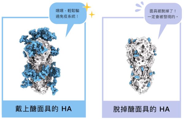 HA 醣蛋白結構，藍色部分即為醣面具，左圖為原本布滿醣分子的結構，右圖為研究員拿掉絕大多數醣分子後、還原 HA 的真面目。圖│研之有物 (資料來源│馬徹實驗室)