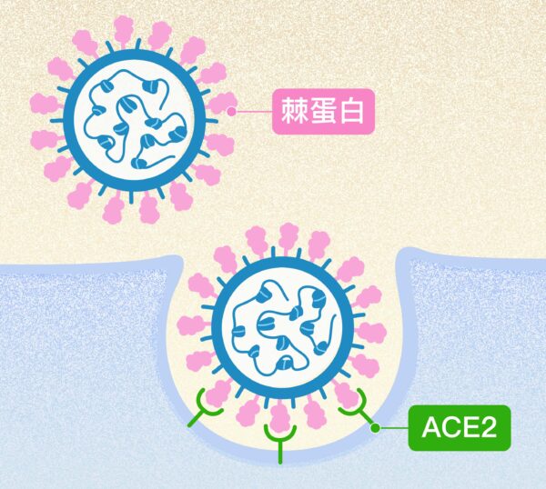 新冠病毒表面突起的棘蛋白 (粉紅色突起)，會與人體細胞表面受體 ACE2 (綠色Y型) 結合，藉此感染、進入細胞大量自我複製。圖│研之有物
