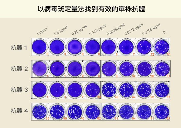 每一行代表一種抗體的測試組，研究員在每個裝滿細胞的培養皿中，分別放入新冠病毒與稀釋後的抗體 (上方橫軸為抗體濃度，越往右濃度越低)，白點代表加入抗體後仍受到感染的細胞。從白點數量可知，第一種抗體中和新冠病毒的能力最好，細胞受到感染的機會最小。圖│林宜玲