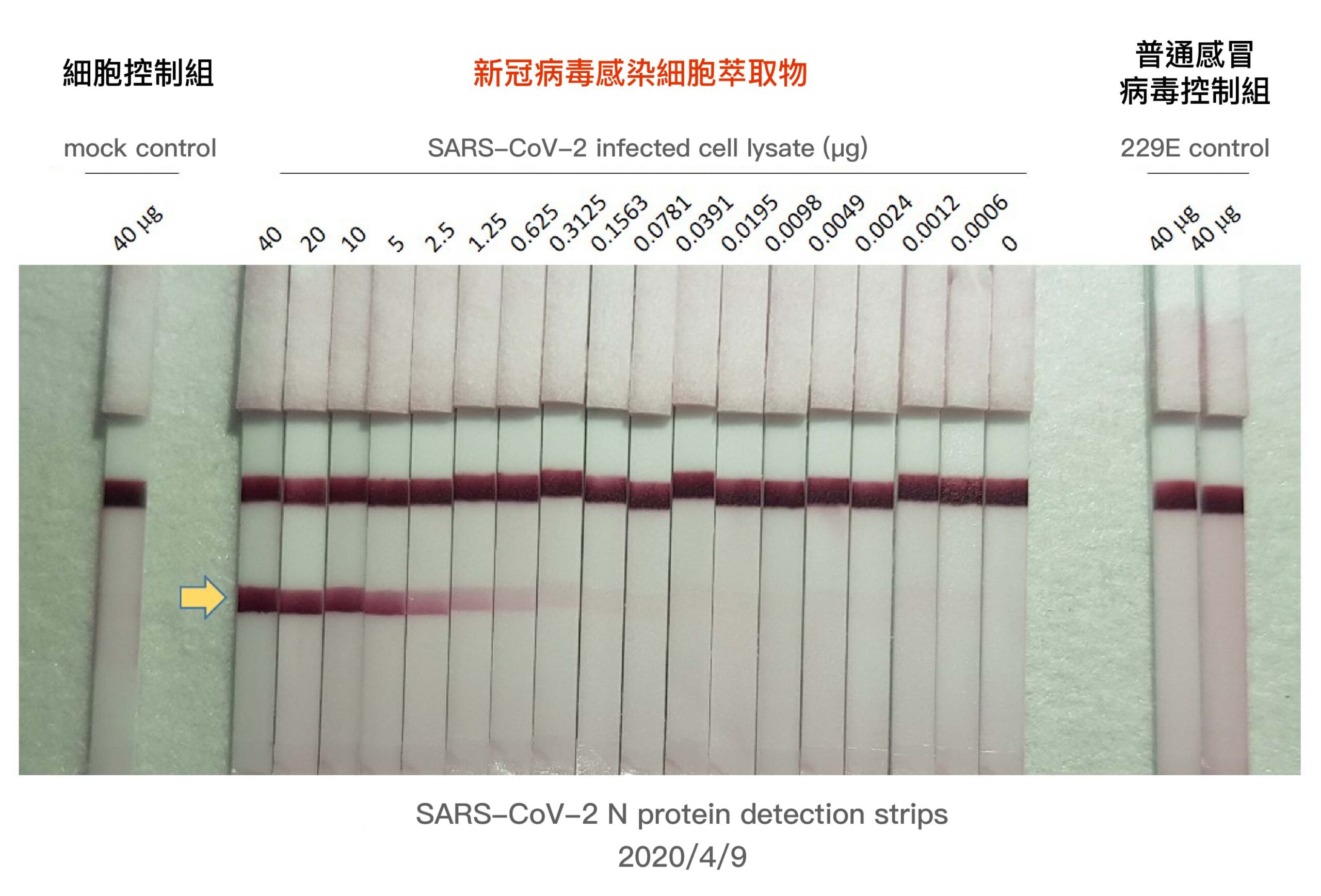 本圖為楊安綏團隊開發的新冠病毒抗原檢驗試劑原型，林宜玲團隊提供受到新冠病毒感染的細胞萃取物進行測試，並提供普通感冒病毒感染的細胞萃取物作為控制組，以資對照。圖│林宜玲