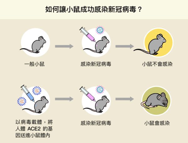 陶秘華研究員以病毒載體，將人體ACE2 的基因送進小鼠體內，成功使小鼠細胞表現人類的 ACE2，變得可以感染新冠病毒，加速了動物攻毒實驗的進行。圖│研之有物