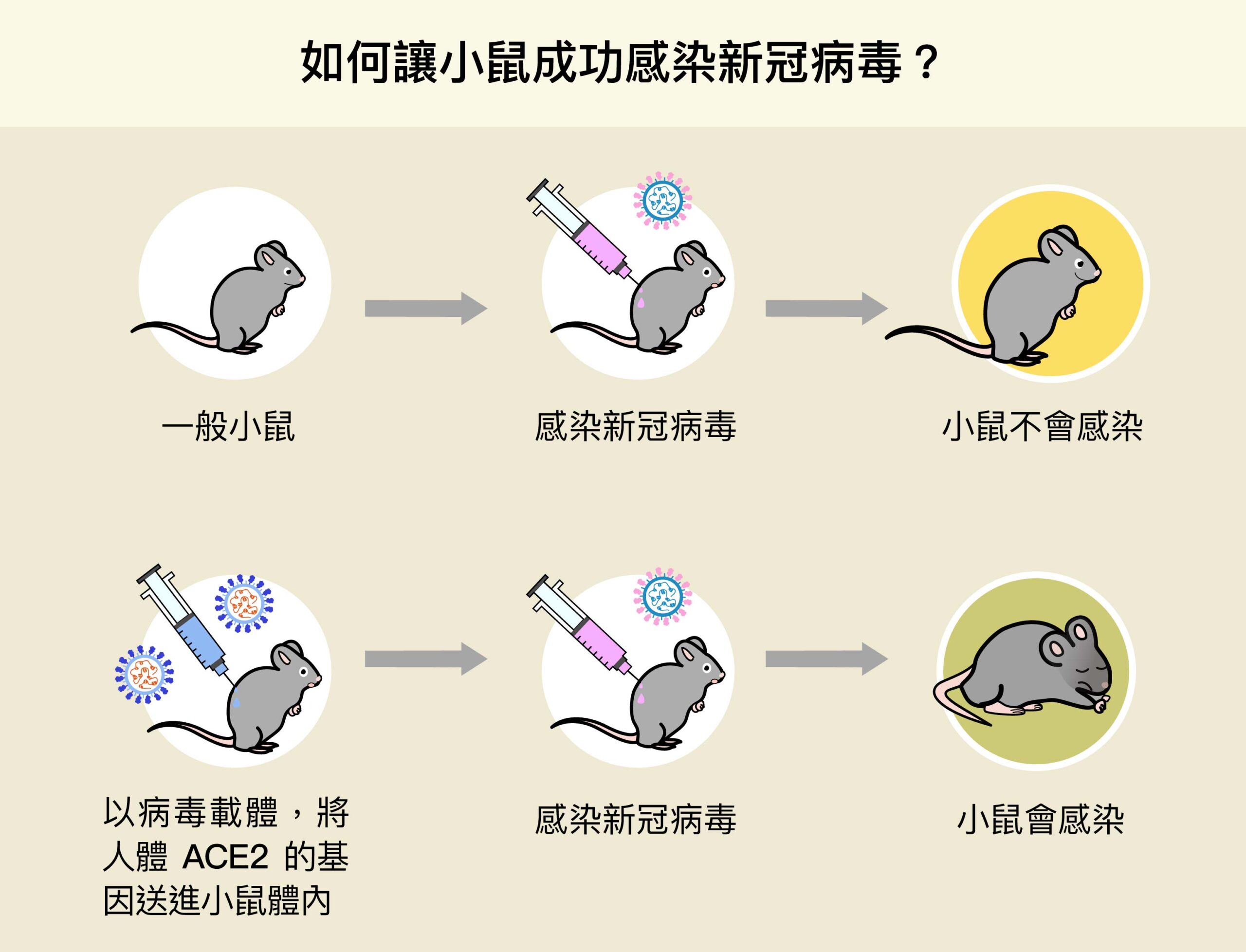 陶秘華研究員以病毒載體，將人體 ACE2 的基因送進小鼠體內，成功使小鼠細胞表現人類的 ACE2，變得可以感染新冠病毒，加速了動物攻毒實驗的進行。圖│研之有物