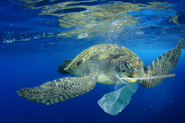 綠蠵龜以為塑膠袋是水母就一口吞下，但沒有味覺、無法分辨，沒辦法吐出，都累積在肚子裡。國立臺灣海洋大學的程一駿教授長期研究綠蠵龜，更發現死亡綠蠵龜肚子裡有各式各樣的垃圾。圖│iStock