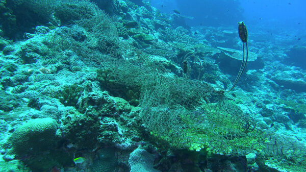 全球海底有 10 萬張以上廢棄漁網，常纏繞在珊瑚礁盤上、纏住許多海洋生物，破壞生態。圖│鄭明修