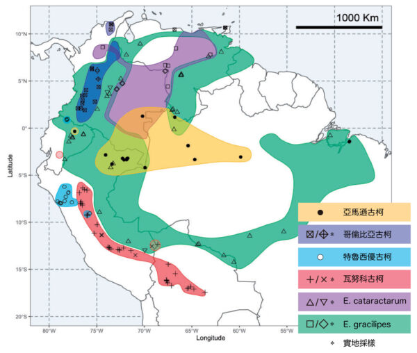 南美洲的古柯分佈圖（不記非法種植區），不同品種對應不同圖示，圖示位置即館藏樣本的紀錄地點，而有標星號的圖示則是少數實地採樣的採集地點。圖中包含4種人工種植古柯（亞馬遜古柯、哥倫比亞古柯、特魯西優古柯和瓦努科古柯）以及2種野生古柯（Erythroxylum cataractarum、Erythroxylum gracilipes）。圖│研之有物（資料來源│黃仁磐）